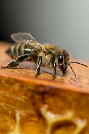 Pour contacter les Ruchers la Bonnechère en Provence