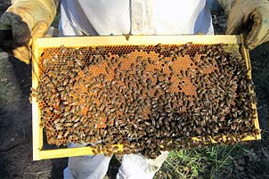 Travail d'apiculteur des ruchers de Bonnechère dans le Midi de la France