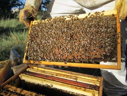 Cadre sorti de la ruche pour l'examiner