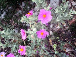 Ciste en fleurs dans la garrigue provençale