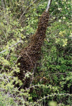 Essaim d'abeilles en pleine nature