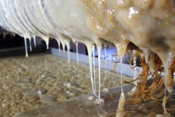 Extraction du miel aux ruchers de Bonnechère