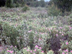 Fleurs de ciste et romarin dans la garrigue