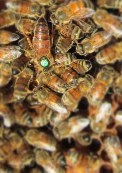 Identification de la reine au milieu des abeilles de la ruche