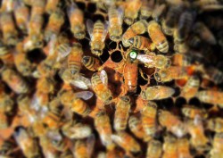 Reine au milieu des abeilles