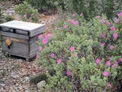 Ruche dans les fleurs de la garrigue provençale