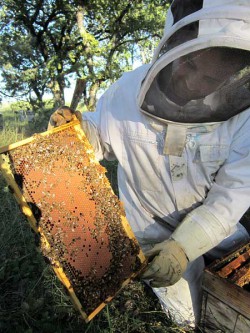 Samuel visite ses ruches en transhumance