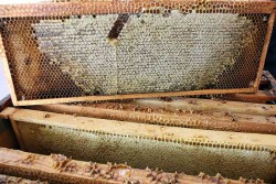 Cadre sorti de la ruche pour extraction du miel