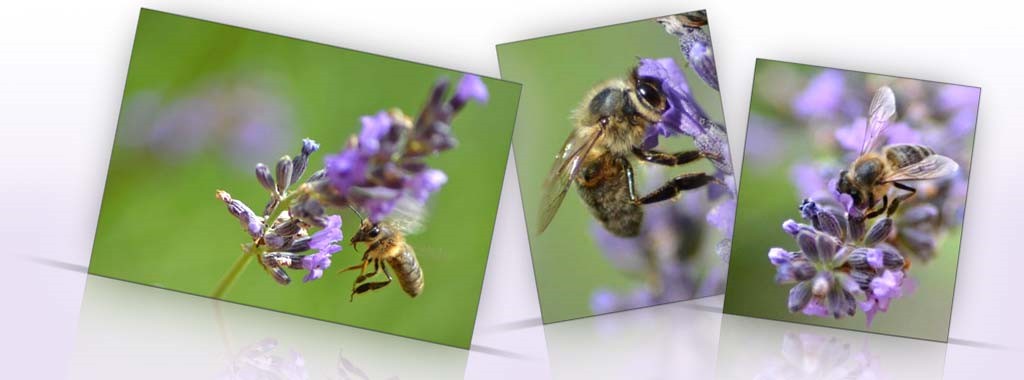 Les abeilles butineuses des Ruchers de Bonnechère